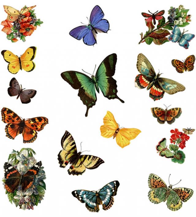 Нарисованные бабочки.