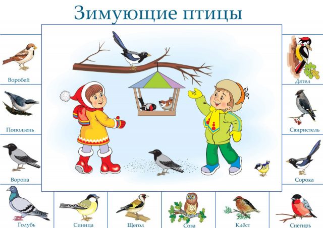 Картинка для детей с зимующими птицами.
