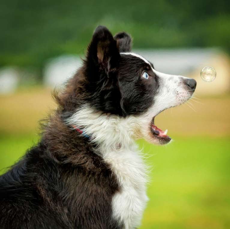 Собака с мыльным пузырем