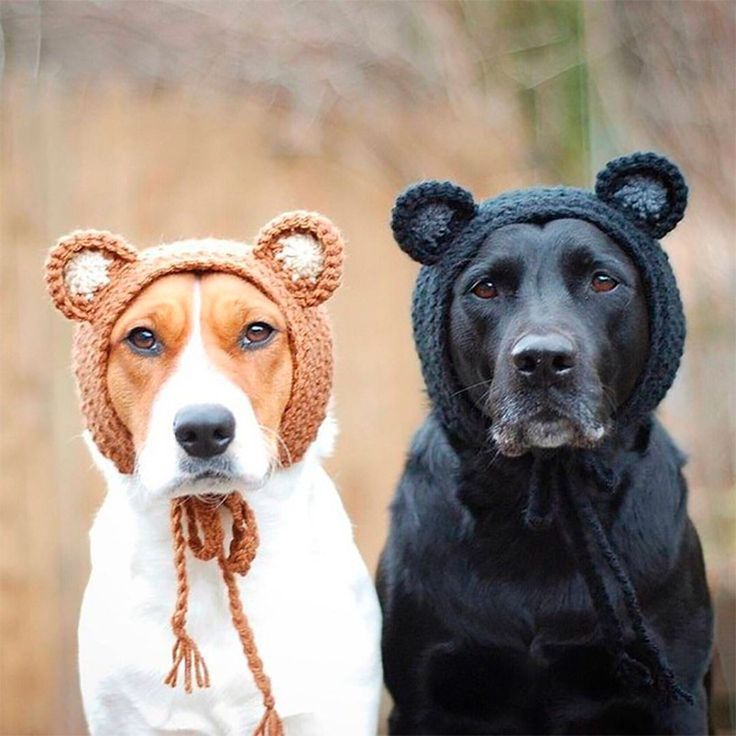 Две собаки в шапках