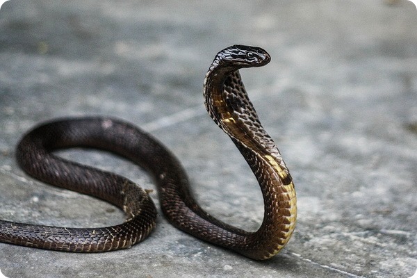 Очковая змея, или индийская кобра