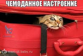 Кот в красном чемодане