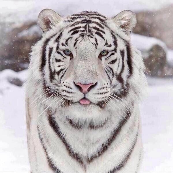 Белый тигр на фоне снега.