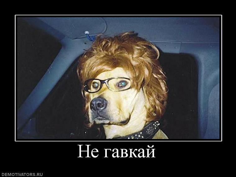 Собака в очках и парике.