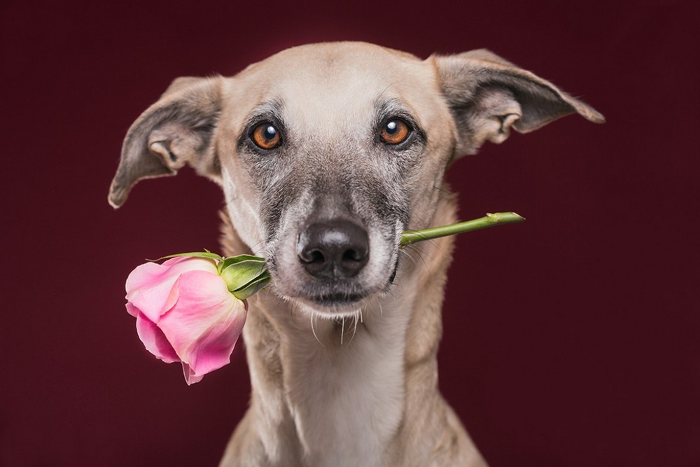 Собака с розой
