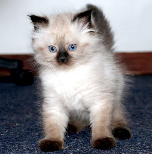 Котенок с голубыми глазками