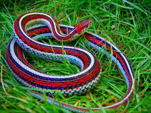 Обыкновенная подвязочная змея