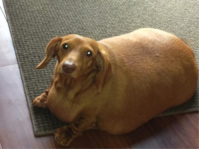 толстая собачка