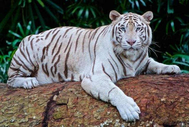 Белый тигр лежит на дереве.