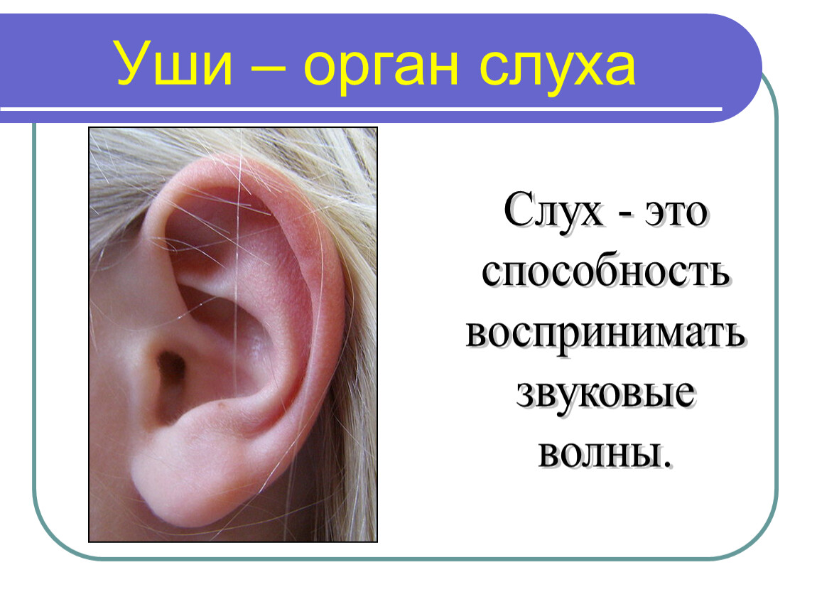Уши - орган слуха