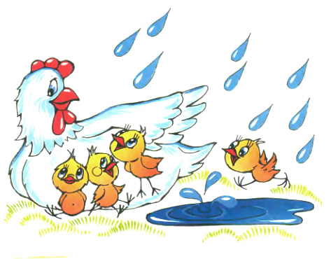 Курица с цыплятами под дождем.