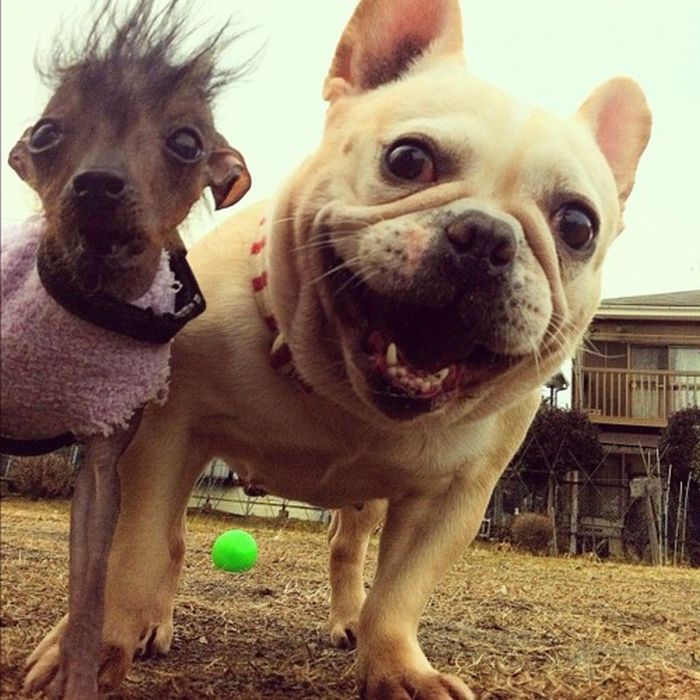 две маленькие и смешные собаки
