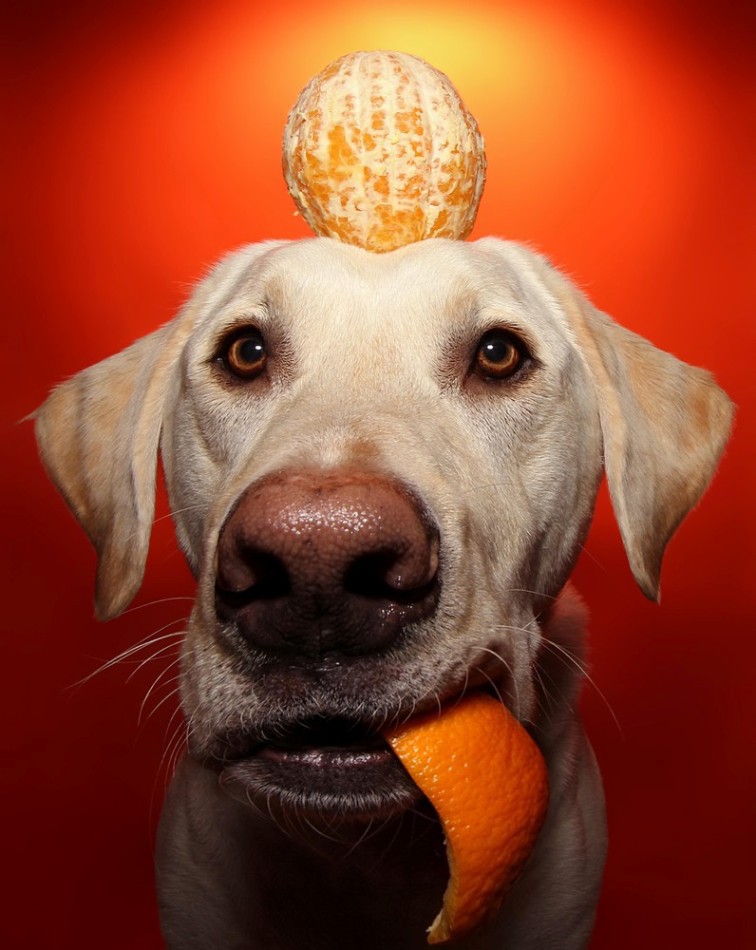 Собака с мандарином
