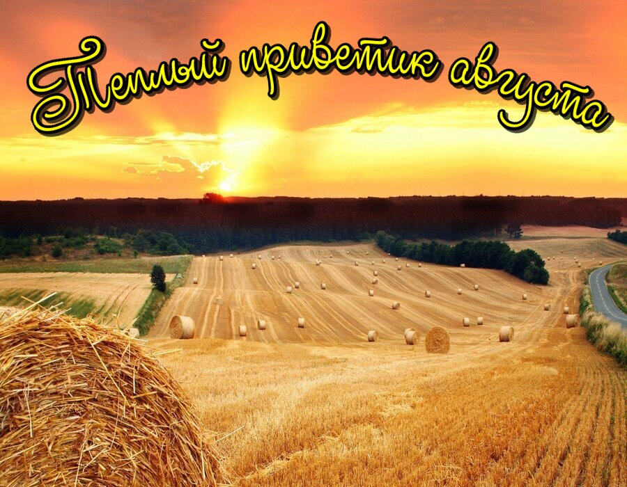Красивая открытка поле пшеницы
