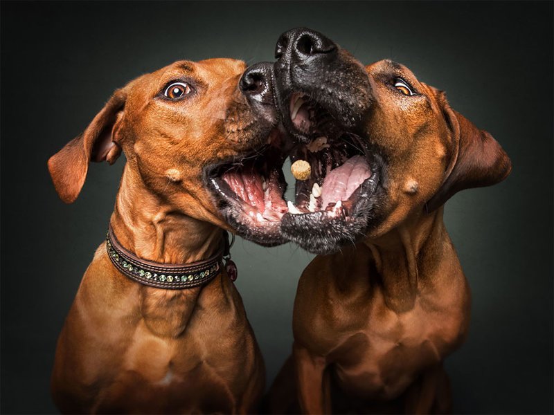 Две собаки с кормом