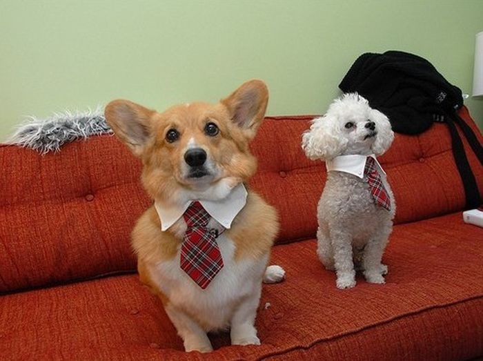 Маленькие собачки с галстуками.
