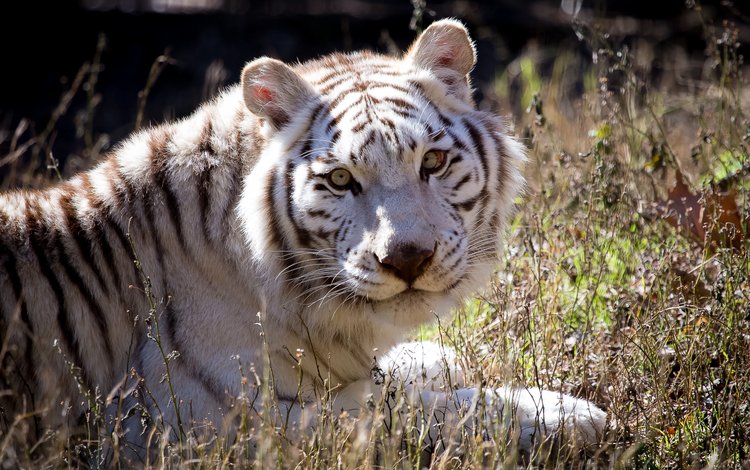 Белоснежный тигр
