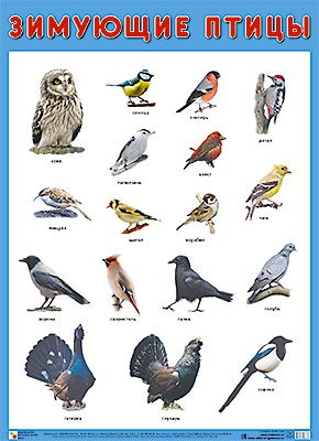 Картинка с зимующими и перелетными птицами.