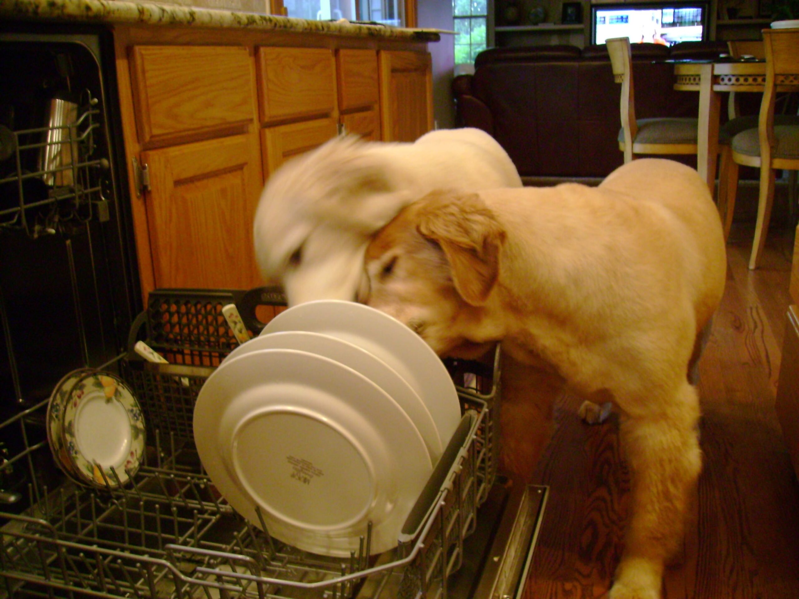 Собаки вылизывают посуду в посудомоечной машине.