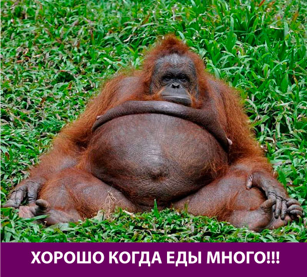 Толстая горилла.