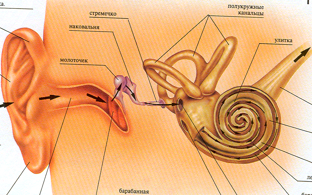 Схема органов слуха