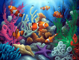 Разноцветные кораллы.