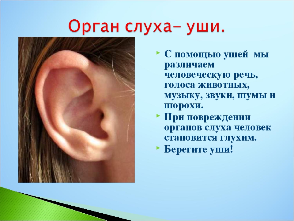 Орган слуха - уши