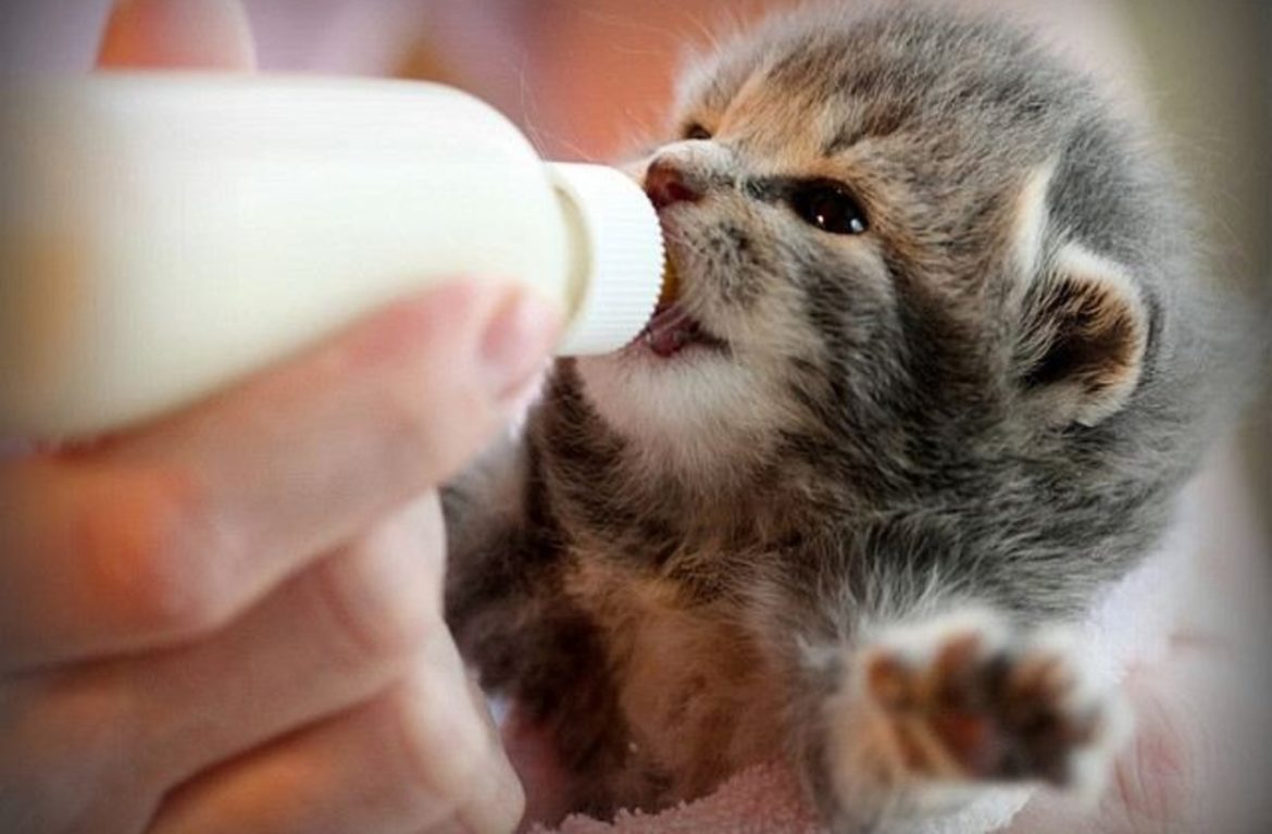 Котенок пьет молочко
