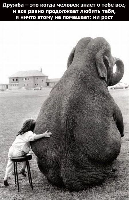слон и моська
