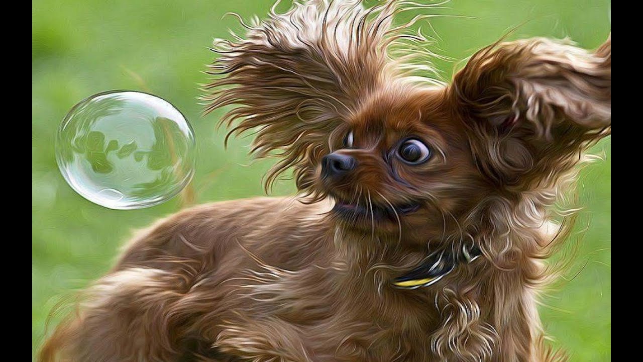 Собачонка с мыльным пузырем