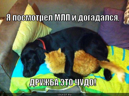 дружба собаки и кота