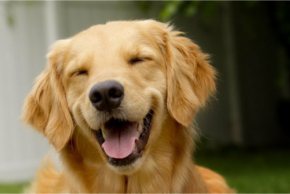 Рыжая смеющаяся собака