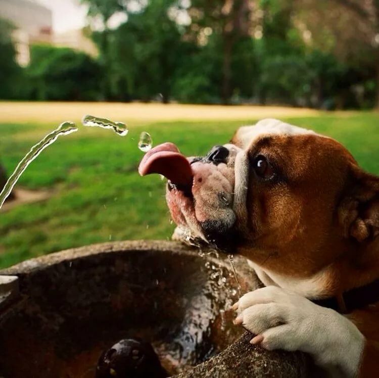 Большой пес, пьющий воду