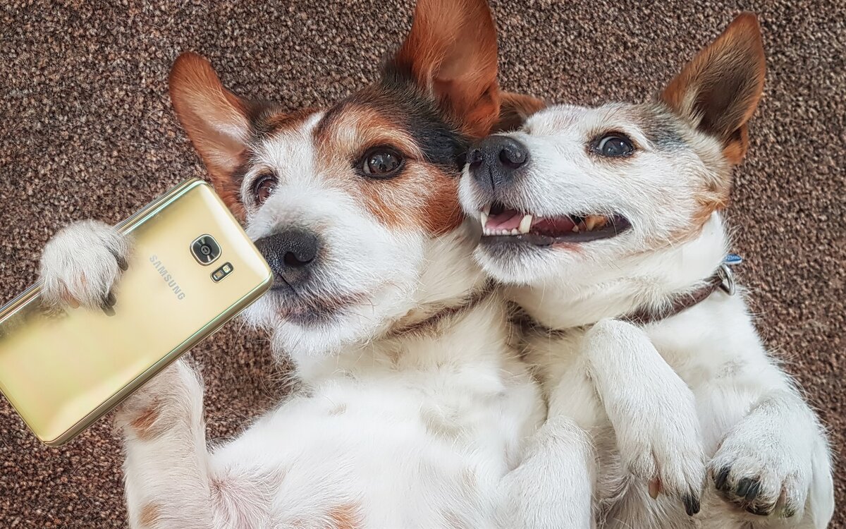 Две собачки с телефоном