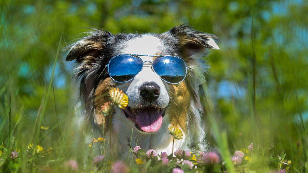 Собака на природе лето