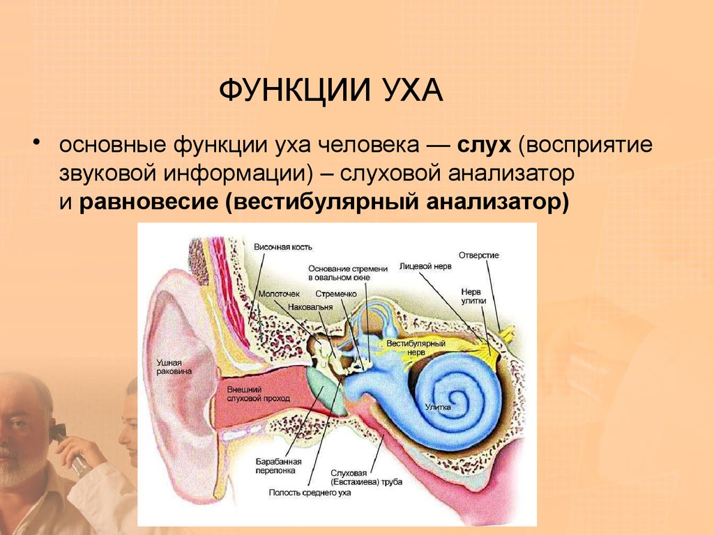 Функции уха