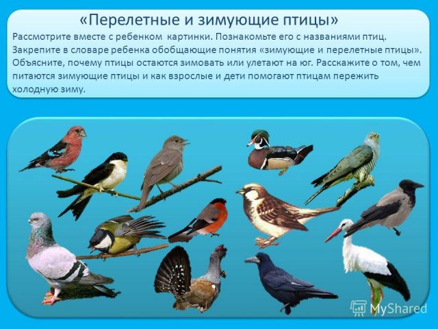 Перелетные и зимующие птицы с названиями