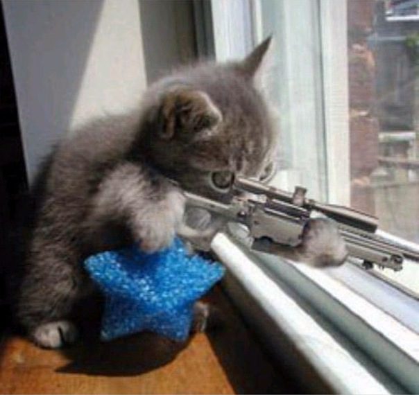 Котенок — снайпер.
