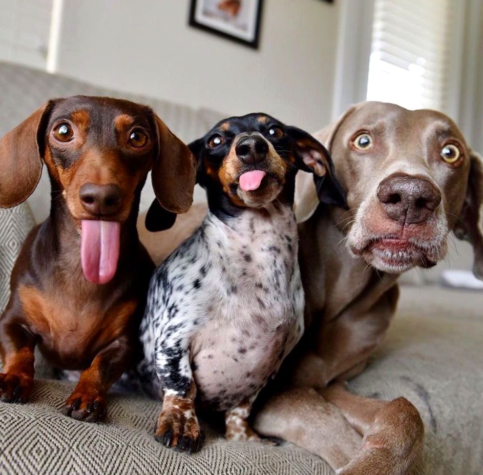 Три прикольный собаки