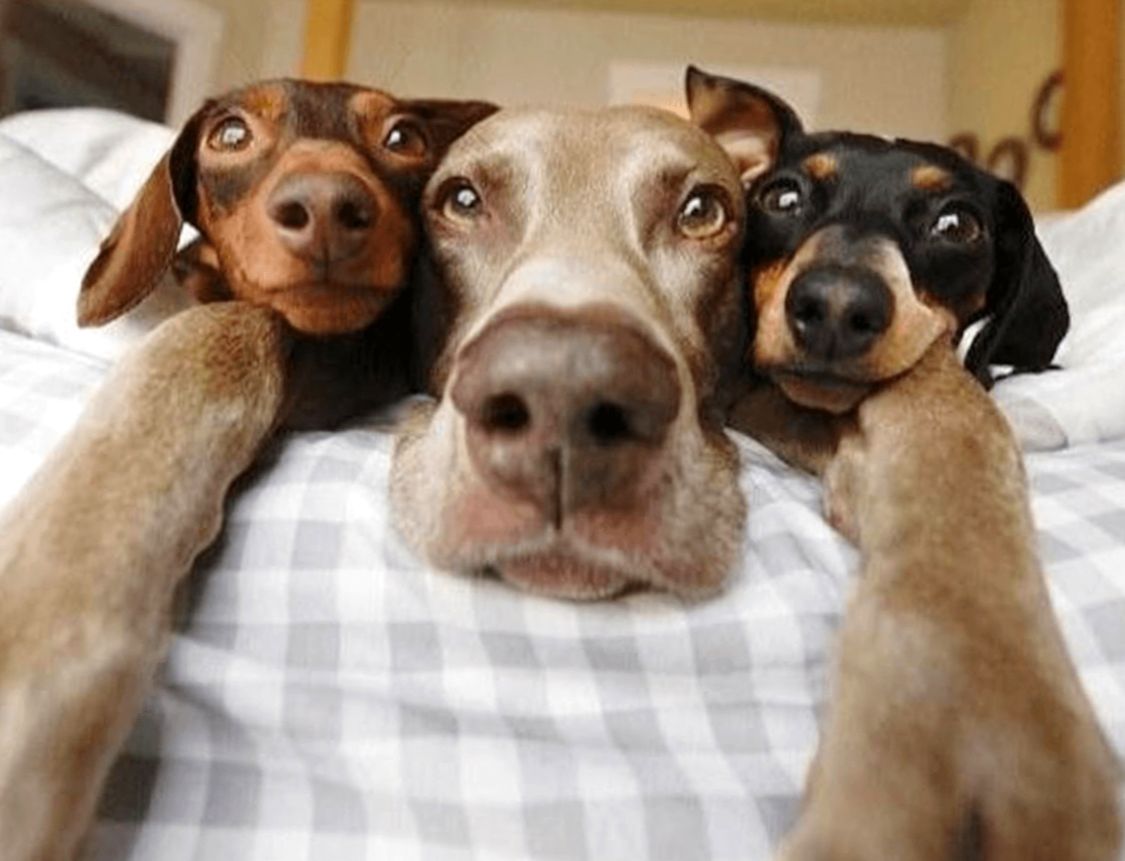 Три собаки на кровати
