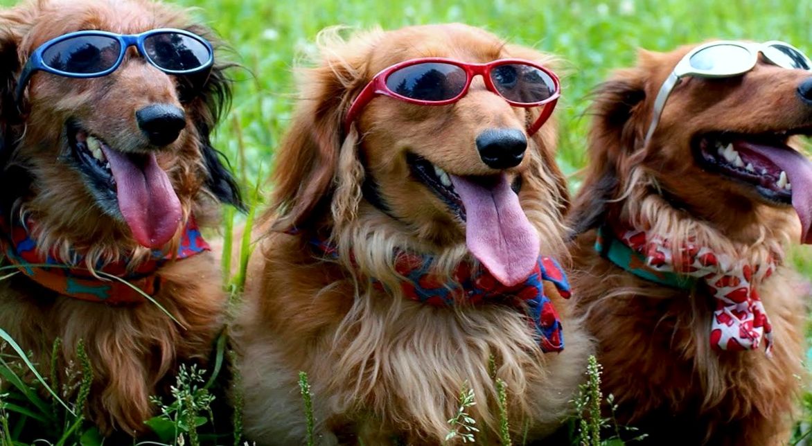 Три собаки в очках