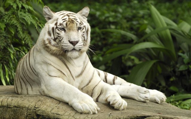 Тигр на фоне природы.