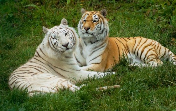 Два тигра на траве.