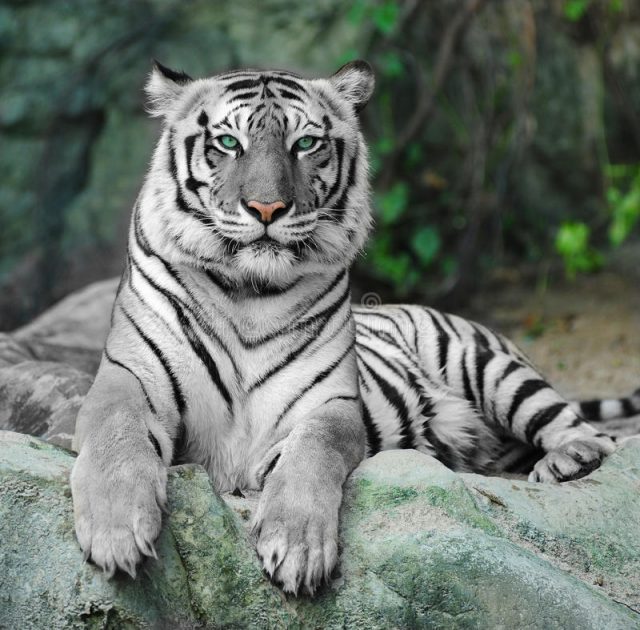 Тигр на камнях.