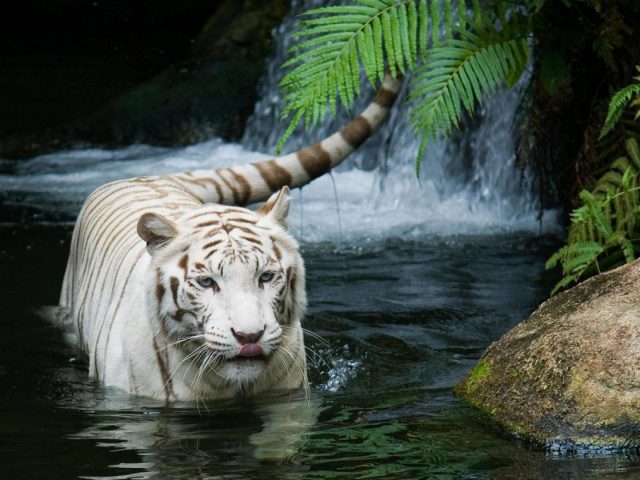 Тигр купается в водопаде.