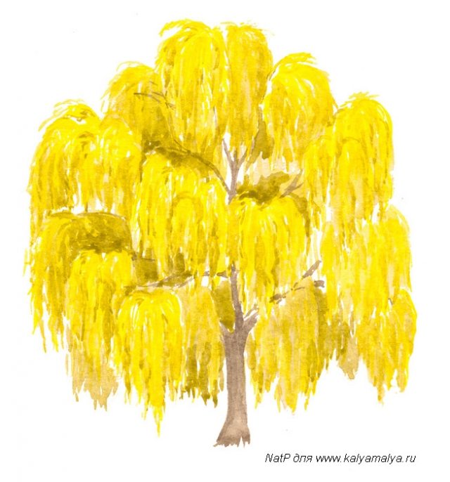 Желтое дерево Ива.