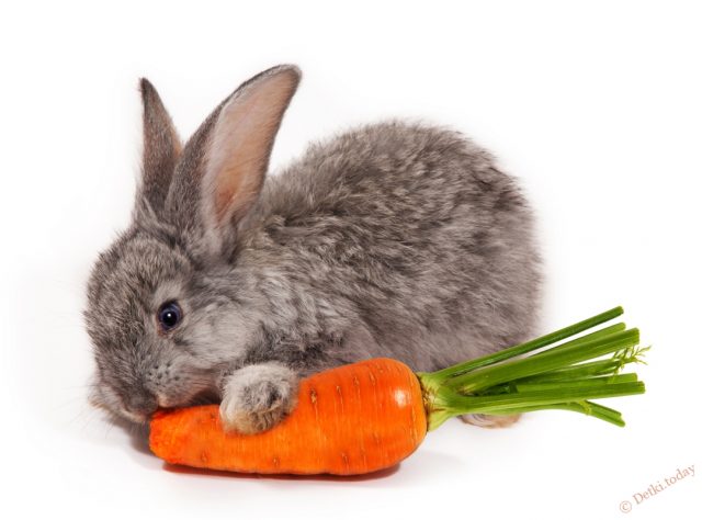 Крольчонок с морковкой