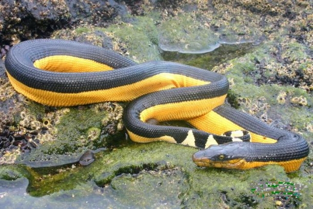 Желтая пузатая змея