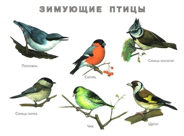 Список зимующих птиц