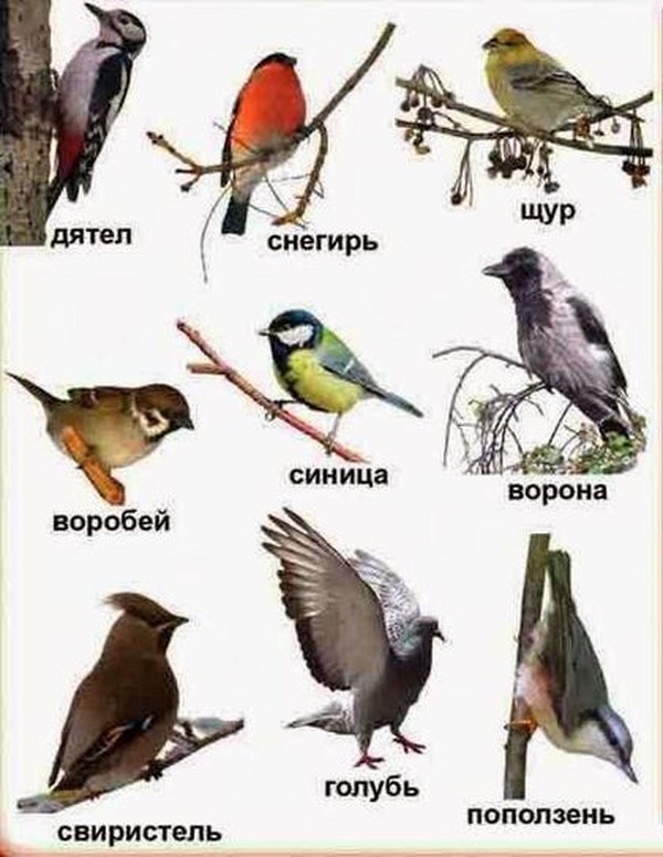 Перечень зимующих птиц